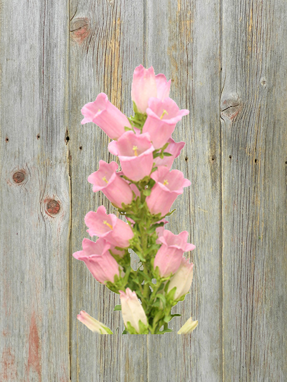 PINK  CAMPANULA